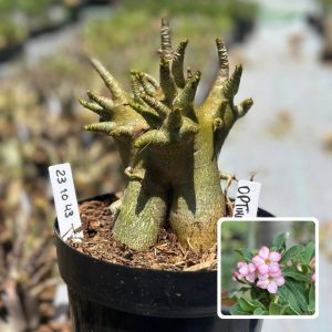 2310 43 Arabicum Vitrine Optimus Prime