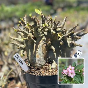 2310 52 Arabicum Vitrine Big Foot