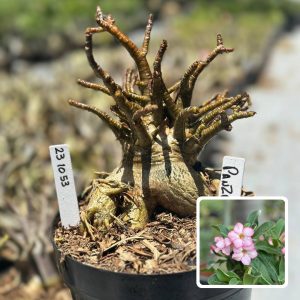 2310 53 Arabicum Vitrine Panzer