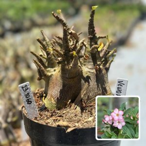 2310 60 Arabicum Vitrine Venom