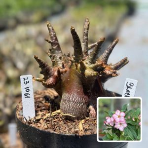 2310 61 Arabicum Vitrine Black Zombie
