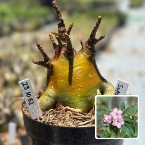 2310 62 Arabicum Vitrine Super Black