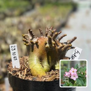 2310 65 Arabicum Vitrine Super Black