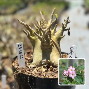 2310 66 Arabicum Vitrine Oniyx