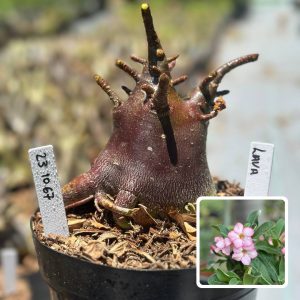 2310 67 Arabicum Vitrine Lava