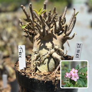 2310 68 Arabicum Vitrine T Rex