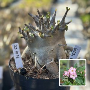 2310 72 Arabicum Vitrine Godji pura