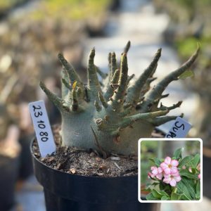 2310 80 Arabicum Vitrine Super Fest