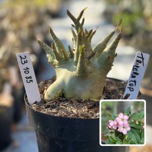 2310 85 Arabicum Vitrine Triceratop