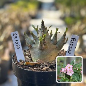 2310 90 Arabicum Vitrine Poseidon
