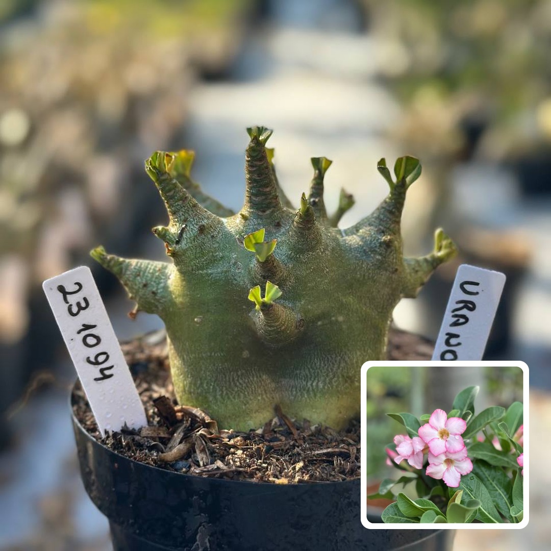 2310 94 Arabicum Vitrine Urano (Leilão)