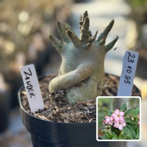 2310 95 Arabicum Vitrine Zander