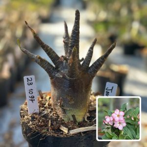 2310 97 Arabicum Vitrine Javali