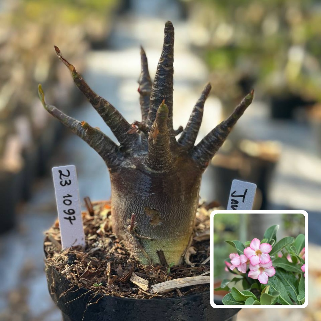 2310 97 Arabicum Vitrine Javali