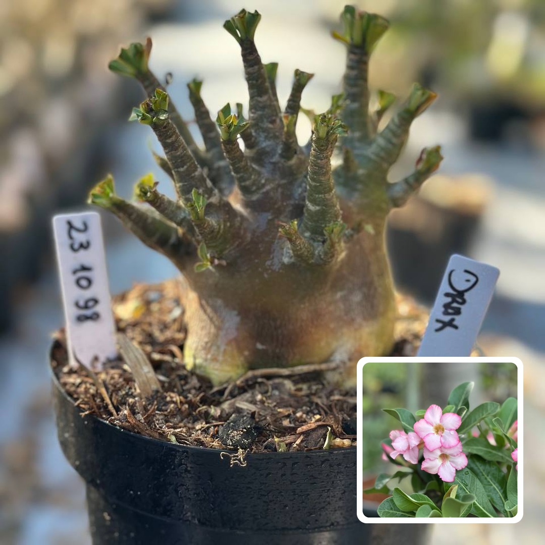 2310 98 Arabicum Vitrine Drax