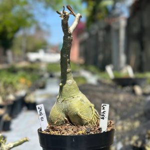 2410 01 Big Caudex Lm 458