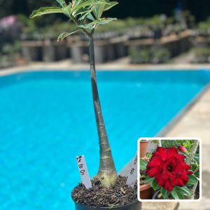 2410 01 Anaconda Baby Queen Red
