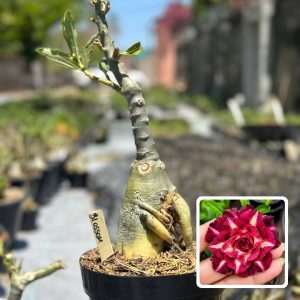 2410 03 Big Caudex Blossom