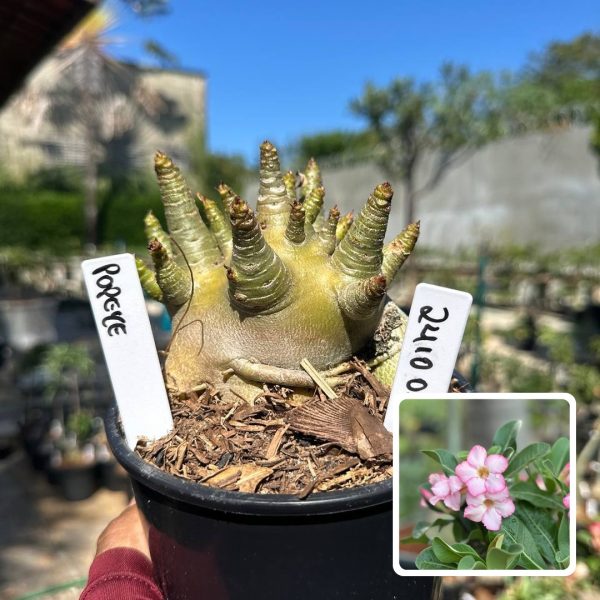 Arabicum Vitrine Popeye