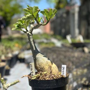 2410 04 Big Caudex Neva Rose