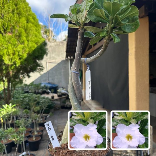 ROSA DO DESERTO AMOR DE MÃE X AMOR DE MÃE (RAPUNZEL)