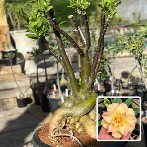 2610 01 Socotra Golden Dragon