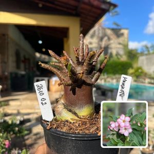 2610 02 Arabicum Mammoth F3
