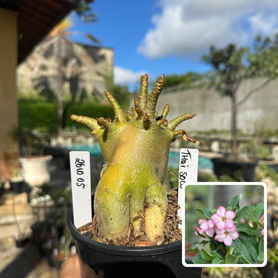 2610 05 Arabicum Thai soco F3