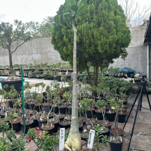 2610 07 Anaconda Baby Carnation