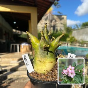 2610 07 Arabicum Hércules F3