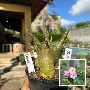 2610 08 Arabicum Asgard F3