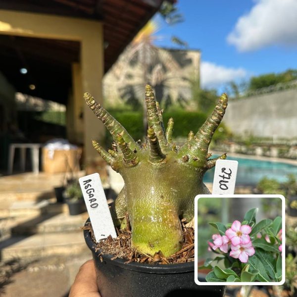 Arabicum Asgard F3
