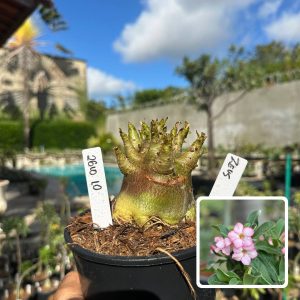 2610 10 Arabicum Zeus F3