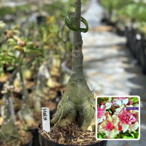 2610 11 Big Caudex Maria (Leilão)