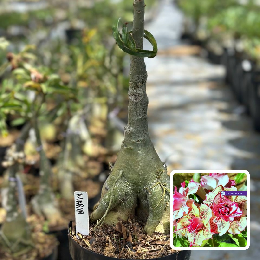 2610 11 Big Caudex Maria (Leilão)