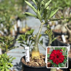 2610 11 Rosa do Deserto Queen Red