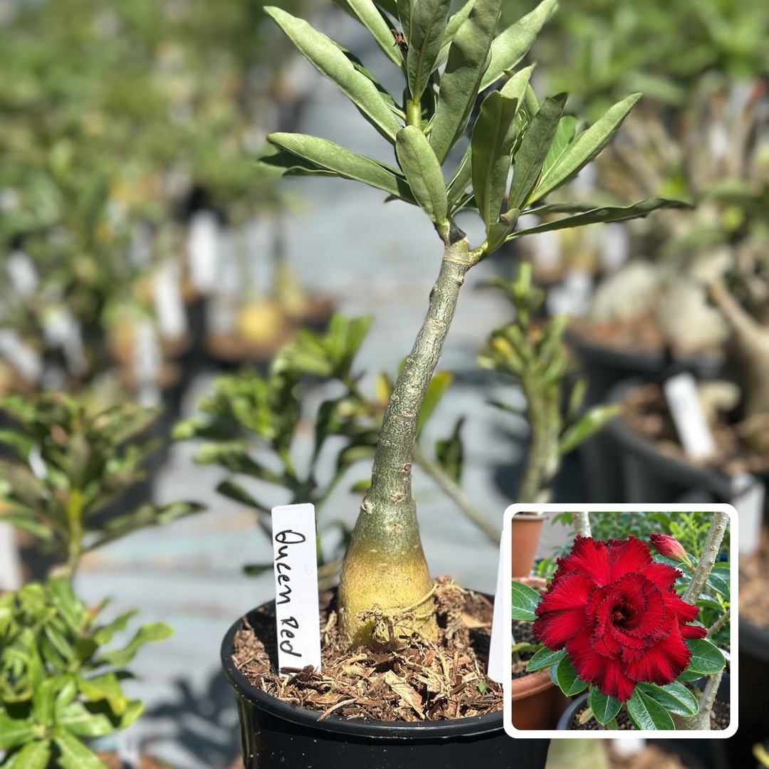 2610 11 Rosa do Deserto Queen Red
