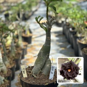 2610 21 Big Caudex P200 (Leilão)