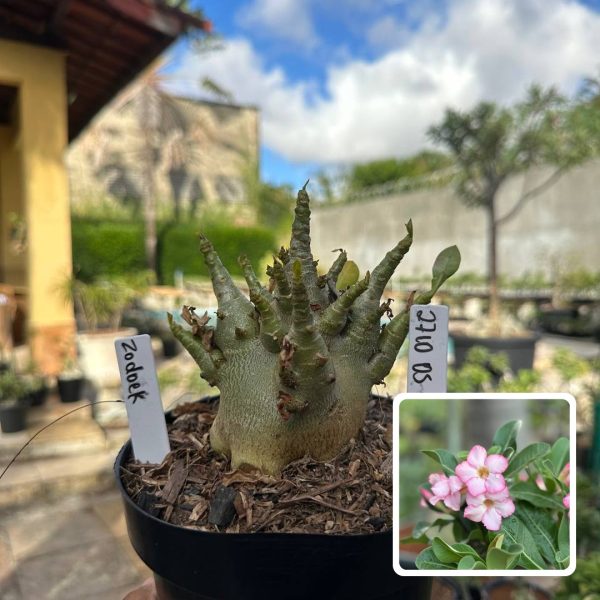 Arabicum Vitrine Zadock