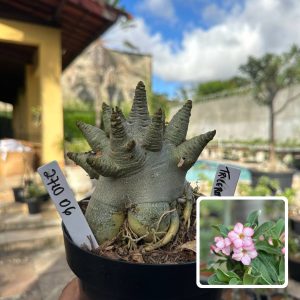 2710 06 Arabicum Vitrine Triceratop