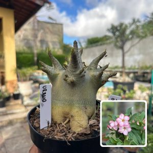 2710 07 Arabicum Vitrine Urano