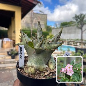 2710 08 Arabicum Vitrine Dhofarense