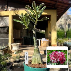 2710 110 Rosa do Deserto Angus