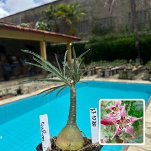 2710 20 Rosa do Deserto Crispum