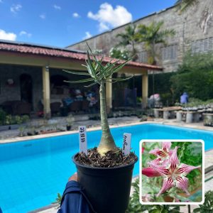 2710 55 Rosa do Deserto Crispum