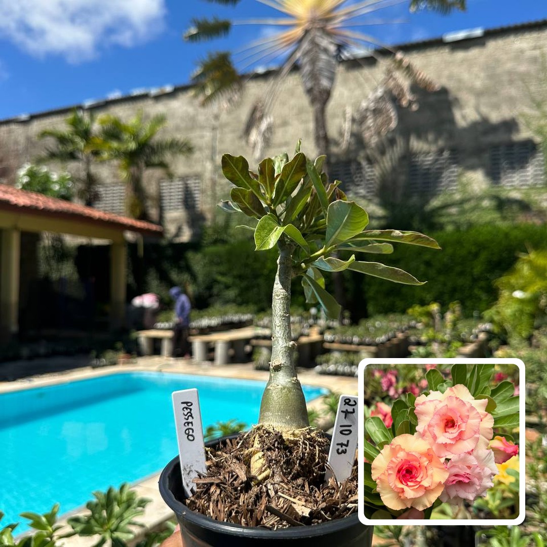 2710 73 Rosa do Deserto Pêssego (Leilão)