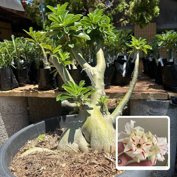 Socotra Radiante Star