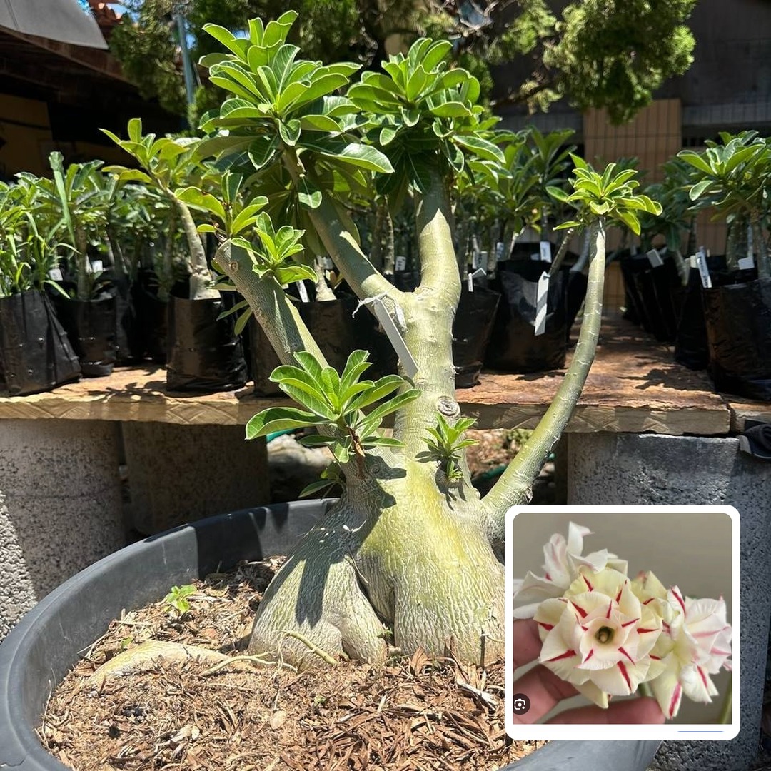 2810 01 Socotra Radiante Star