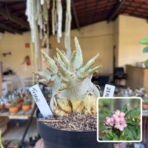 2810 01 Arabicum Vitrine Tyson