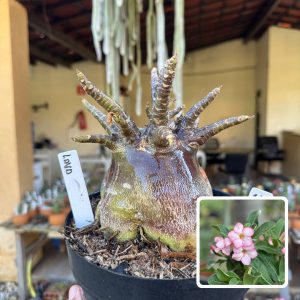 2810 02 Arabicum Vitrine Lava